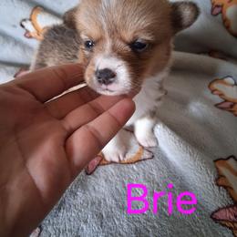 Brie - Red female Pembroke Welsh Corgi puppy in Kingman, Kansas from Tiny Titans K9