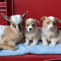 American Corgi Puppies from Baldwin’s Skyline View Farm