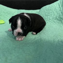Girl 1 - Seal and white Boston Terrier puppy in Jupiter, Florida from CJM Boston and Boxer Puppies
