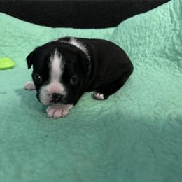 Girl 1 - Seal and white Boston Terrier puppy in Jupiter, Florida from CJM Boston and Boxer Puppies
