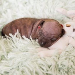 American Hairless Terrier and Anatolian Shepherd Dog Puppies from Wilsong AHT