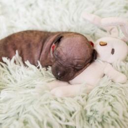 American Hairless Terrier and Anatolian Shepherd Dog Puppies from Wilsong AHT
