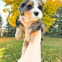 Martina - Merle female Bernedoodle puppy in Idaho Falls, Idaho from Idahome Doodle