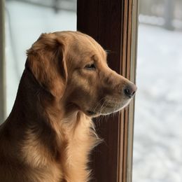 Golden Retriever All Grown Up from Sunridge Goldens