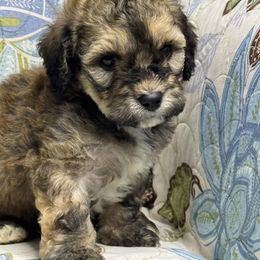 M2 71125 MC - Black & tan tri-color male Maltipoo puppy in Bakersfield, California from Silvia's Maltipoos