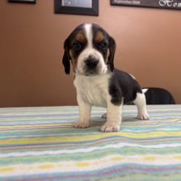 Gabriel - Black white and tan male Beagle puppy in St. Cloud, Minnesota from Beagle Blessings