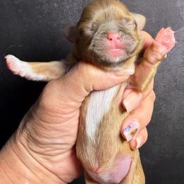 Latte - Chocolate and tan female Shih Tzu puppy in Ocala, Florida from Yorkie  And Shih Tzu Love