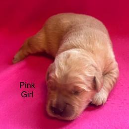 Golden Retriever puppies from Chevaline Goldens