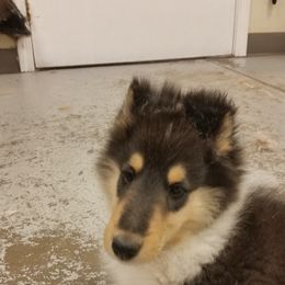 Collie Puppies from Gambit Collies