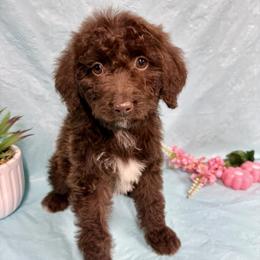 Millie - Red & white female Miniature Australian Shepherd puppy in Marshall, Arkansas from Buffalo River Puppies