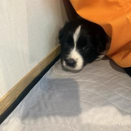 Australian Shepherd Puppies from White Oak Aussies