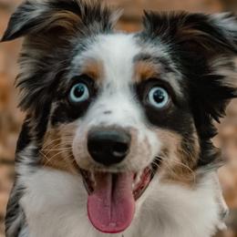 Miniature American Shepherds and Toy Australian Shepherds from Riverstone Aussies