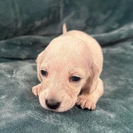 Cannoli - Cream female Dachshund puppy in Memphis, Tennessee from River City Doxies
