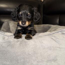 Penny AKC Very Small Minnie - Black and tan female Dachshund puppy in Magnolia, Texas from J&R Macias Dachshunds