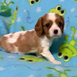 Cindy - Blenheim female Cavalier King Charles Spaniel puppy in Poyen, Arkansas from Joels Angels Cavaliers