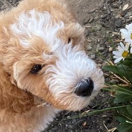 Goldendoodles from Absolute Doodle Co.