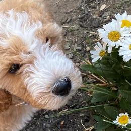 Goldendoodles from Absolute Doodle Co.