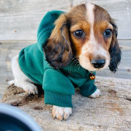 Boy 3 - Red Dachshund puppy in Deming, New Mexico from FoxieDoxies of New Mexico