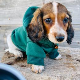 Boy 3 - Red Dachshund puppy in Deming, New Mexico from FoxieDoxies of New Mexico