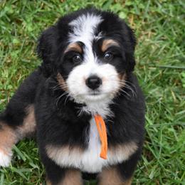 Orange girl - Tri-color female Bernedoodle puppy in Waukesha, Wisconsin from Bernedoodle Boutique (and Cavapoos)