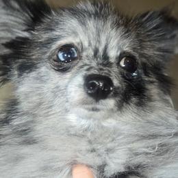 Minnie - Pomeranian