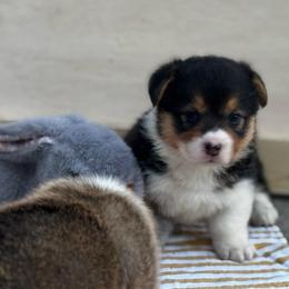 Peyton - Black and tan female Pembroke Welsh Corgi puppy in Nortonville, Kansas from Low Riders Corgis & Mini Aussies