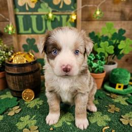9 red merle female - Red merle male Miniature American Shepherd puppy in Placentia, California from Tru Cal Aussies