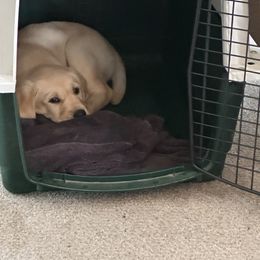 Labrador Retriever Puppies from County Line Gun Dogs