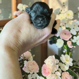 Russian Salon Dog and Yorkshire Terrier Puppies from Yorkies Kisses