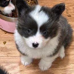 Girl 1 - Gray and white female American Corgi puppy in Hico, Texas from Chisholm Trail Kennels