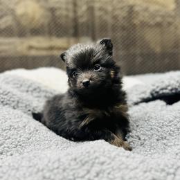 Damian - Black and tan male Pomeranian puppy in Garvin, Oklahoma from Hochatown Awesome Aussies