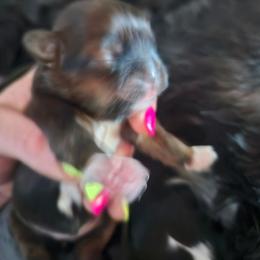 Girl 1 - Brindle female Shih Tzu puppy in Little Falls, Minnesota from Tough Shih