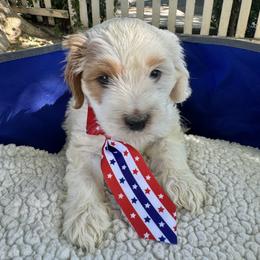 Cavapoo Puppies from Molly n Friends