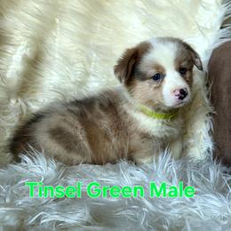Green Male - White and red male Pembroke Welsh Corgi puppy in Wayne City, Illinois from Lash Livestock & Corgis