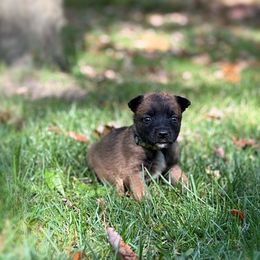 Jazmine - Fawn female Belgian Malinois puppy in Linwood, Michigan from Gillis Malinois LLC
