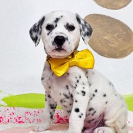 Dune - White and black male Dalmatian puppy in Sedalia, Missouri from Missouri Dalmatians