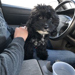 Birdie - Cockapoo