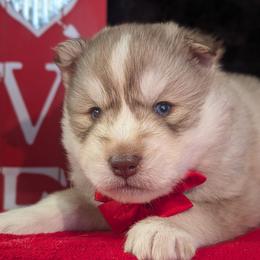 Twix - Red and white male Siberian Husky puppy in Coshocton, Ohio from Wyant Farms