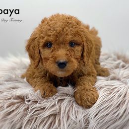 Papaya - Red  Goldendoodle puppy in Lancaster, Minnesota from North Star Dog Training