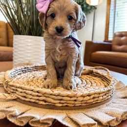 Salsa (Purple Girl) - Apricot female Cavapoo puppy in Pleasant Grove, Utah from Destination Doodles