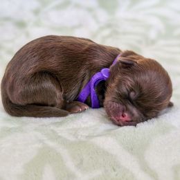Lychee (Eleanor Roosevelt) - Purple Collar - Chocolate female Shih Tzu puppy in Troy, Ohio from Oodles of Doodles