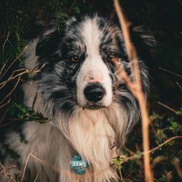 Zodiak - Border Collie