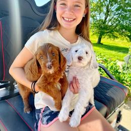 Goldendoodle Puppies from Halo Doodles