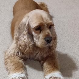 Lady - Cocker Spaniel