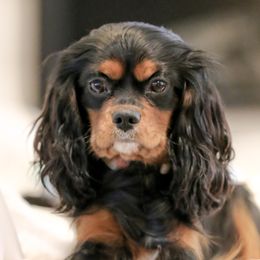 FayB - Cavalier King Charles Spaniel
