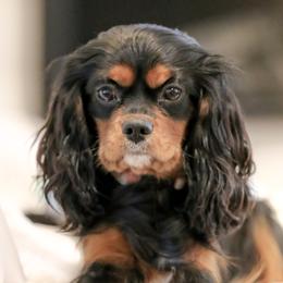 FayB - Cavalier King Charles Spaniel