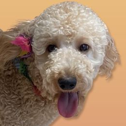 Stella - Goldendoodle