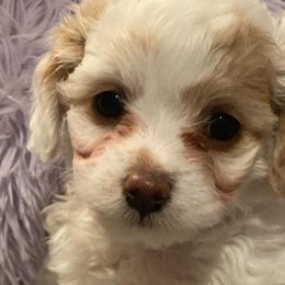Cavapoos and Goldendoodles from R and H Doodles