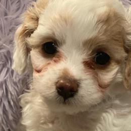 Cavapoos and Goldendoodles from R and H Doodles