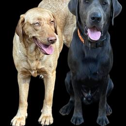 Labrador Retriever puppies from KnR Antler Dogs